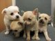 Chihuahua Puppies for sale in NC-150, Winston-Salem, NC, USA. price: $250