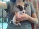 Chihuahua Puppies for sale in Peterborough, ON, Canada. price: NA