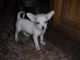 Chihuahua Puppies for sale in Texas City, TX, USA. price: $800