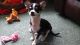 Chihuahua Puppies for sale in Fort Worth, TX 76164, USA. price: NA