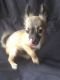 Chihuahua Puppies for sale in Loganville, GA 30052, USA. price: NA