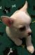 Chihuahua Puppies for sale in Seymour, IN 47274, USA. price: $550
