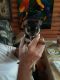 Chihuahua Puppies for sale in New Port Richey, FL, USA. price: $850