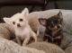 Chihuahua Puppies for sale in San Diego, TX 78384, USA. price: NA