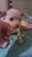 Chihuahua Puppies for sale in Myrtle Beach, SC, USA. price: NA