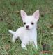 Chihuahua Puppies for sale in Maryland Parkway, Las Vegas, NV, USA. price: NA