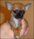 Chihuahua Puppies for sale in Maryland Parkway, Las Vegas, NV, USA. price: NA