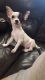 Chihuahua Puppies for sale in Litchfield Park, AZ 85340, USA. price: NA