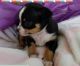 Chihuahua Puppies for sale in Wilmington, DE, USA. price: NA