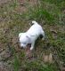 Chihuahua Puppies for sale in Wilmington, DE, USA. price: $400
