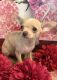 Chihuahua Puppies for sale in 662 Fulton St, Brooklyn, NY 11207, USA. price: $450