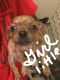 Chihuahua Puppies for sale in Roanoke, VA, USA. price: NA