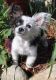 Chihuahua Puppies for sale in Cedar Springs, MI 49319, USA. price: NA