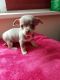 Chihuahua Puppies for sale in Salt Lake City, UT, USA. price: $500