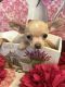 Chihuahua Puppies for sale in 617 Logan St, Denver, CO 80203, USA. price: NA