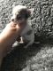 Chihuahua Puppies for sale in Harrisburg, PA, USA. price: NA