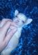 Chihuahua Puppies for sale in Attica, OH 44807, USA. price: NA