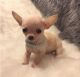 Chihuahua Puppies for sale in Lincoln, CA, USA. price: NA