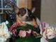 Chihuahua Puppies for sale in Neal Davis Rd, Thompsonville, IL 62890, USA. price: $750