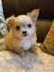 Chihuahua Puppies for sale in New Alexandria, PA 15670, USA. price: NA