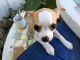 Chihuahua Puppies for sale in North Miami Beach, FL, USA. price: $650