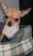Chihuahua Puppies for sale in Statesville, NC, USA. price: NA