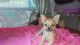 Chihuahua Puppies for sale in Lamar, MO 64759, USA. price: NA