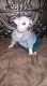 Chihuahua Puppies for sale in Lancaster, OH 43130, USA. price: NA