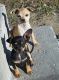 Chihuahua Puppies for sale in Quincy, WA 98848, USA. price: NA
