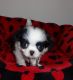 Chihuahua Puppies for sale in Central Ave, Jersey City, NJ, USA. price: NA
