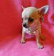 Chihuahua Puppies for sale in Central Ave, Jersey City, NJ, USA. price: NA