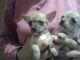 Chihuahua Puppies for sale in Orange Park Northway, Orange Park, FL 32073, USA. price: NA