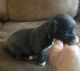 Chihuahua Puppies for sale in Chester, VA, USA. price: NA