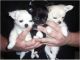 Chihuahua Puppies for sale in Ashtabula, OH 44004, USA. price: NA