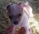 Chihuahua Puppies for sale in Nashua, IA 50658, USA. price: NA
