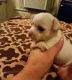 Chihuahua Puppies for sale in Franklin County, PA, USA. price: $400