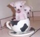 Chihuahua Puppies for sale in Calhoun Rd, Houston, TX, USA. price: NA