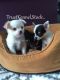Chihuahua Puppies for sale in Mori Gate, New Delhi, Delhi 110006, India. price: 25,000 INR