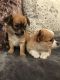 Chihuahua Puppies for sale in Beverly Hills, CA, USA. price: NA