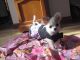 Chihuahua Puppies for sale in Beverly Hills, CA, USA. price: NA