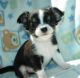 Chihuahua Puppies for sale in Nevada City, CA 95959, USA. price: NA