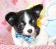 Chihuahua Puppies for sale in Nevada City, CA 95959, USA. price: NA