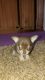 Chihuahua Puppies for sale in Newark Ave, Jersey City, NJ, USA. price: NA