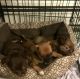 Chihuahua Puppies for sale in Fairbanks, AK 99712, USA. price: $1,000