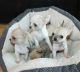 Chihuahua Puppies for sale in TX-121, McKinney, TX, USA. price: $100