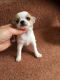Chihuahua Puppies for sale in Bridgeport, CT 06608, USA. price: NA