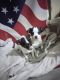 Chihuahua Puppies for sale in Racine, WI, USA. price: NA