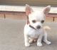 Chihuahua Puppies for sale in Charlotte, NC, USA. price: NA