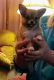Chihuahua Puppies for sale in Fredericksburg, VA 22401, USA. price: $600