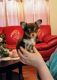 Chihuahua Puppies for sale in Fredericksburg, VA 22401, USA. price: $600